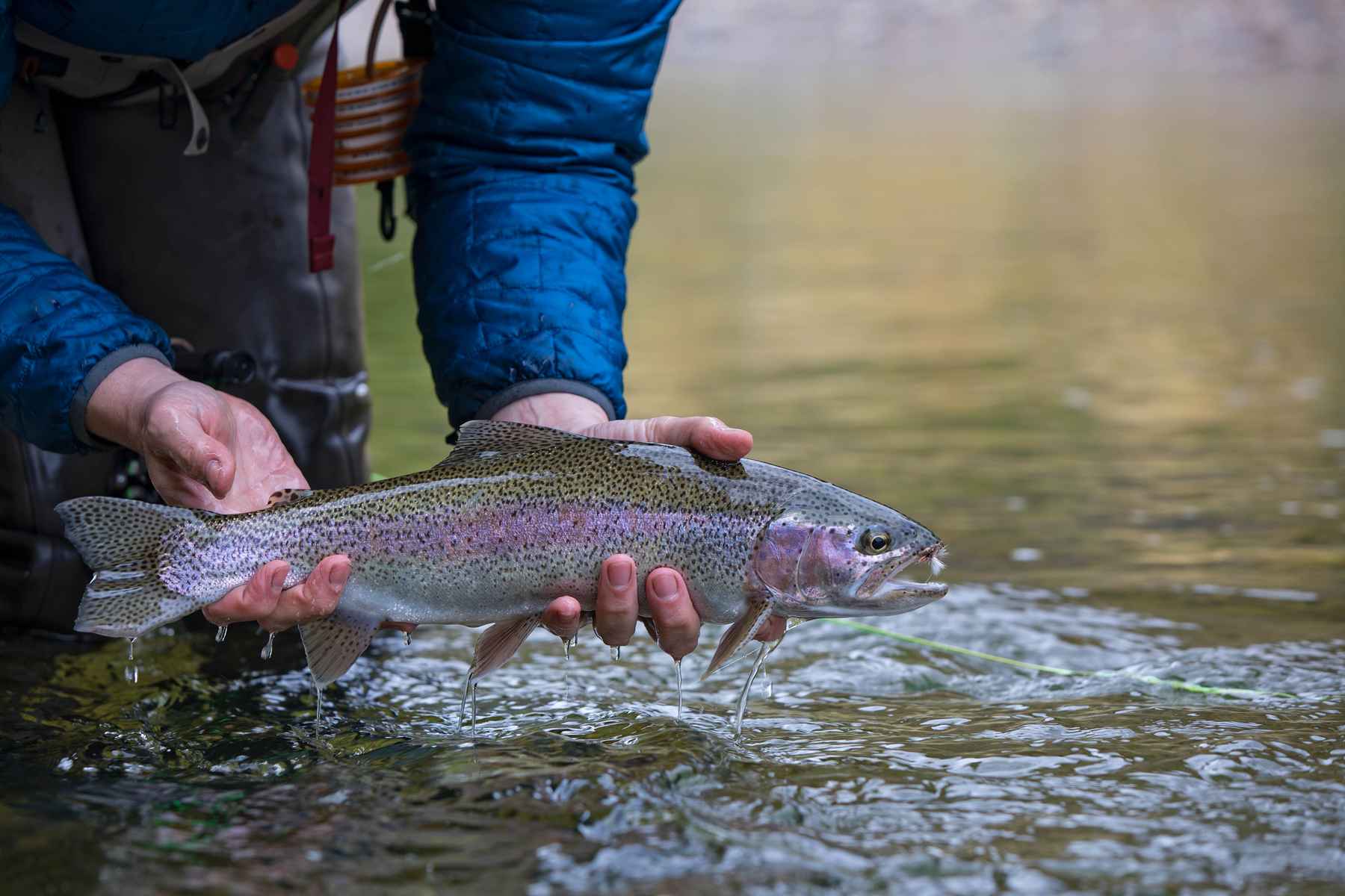 An ode to the Adams, the perfect dry fly