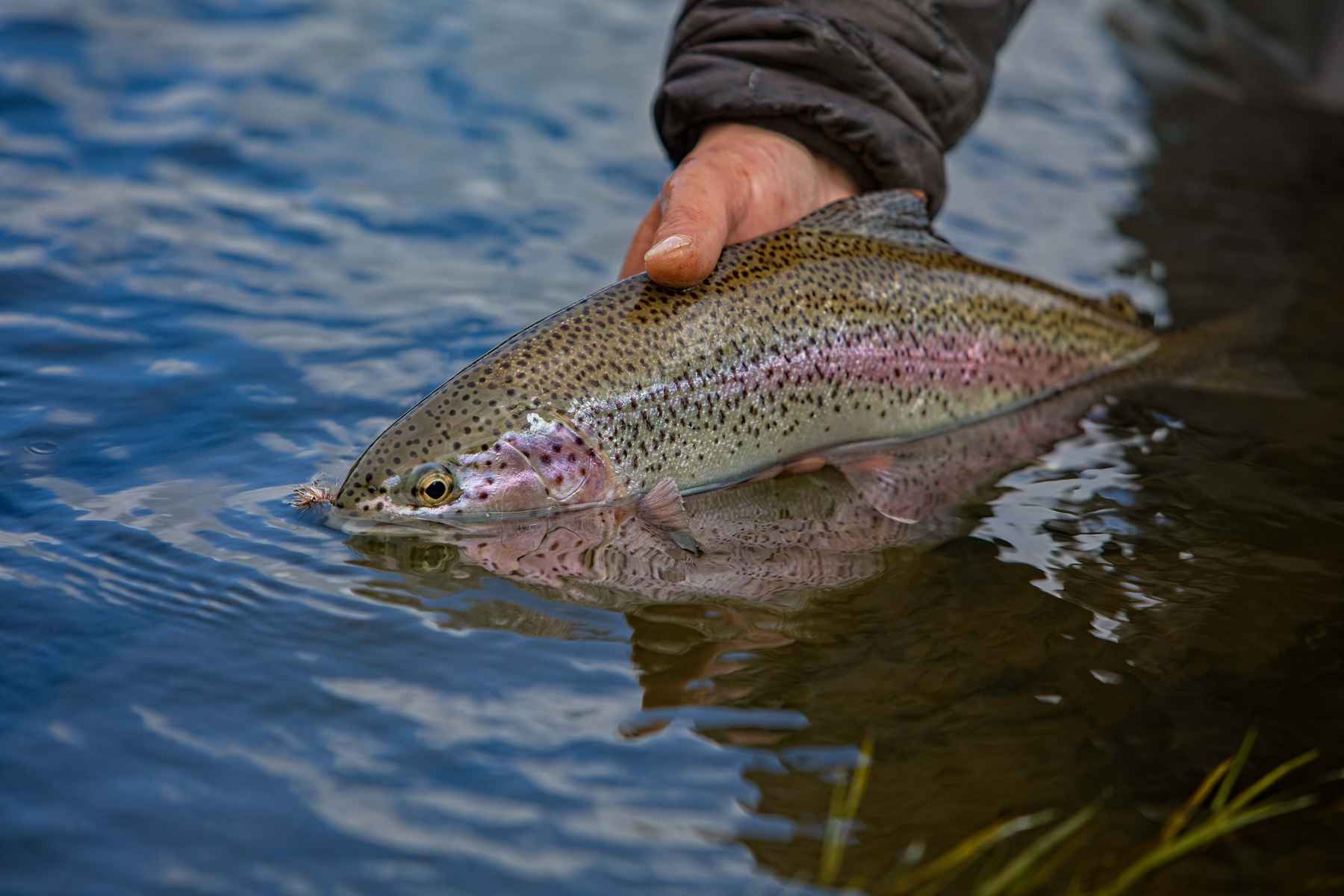 Natural movement—and why it matters to your fishing