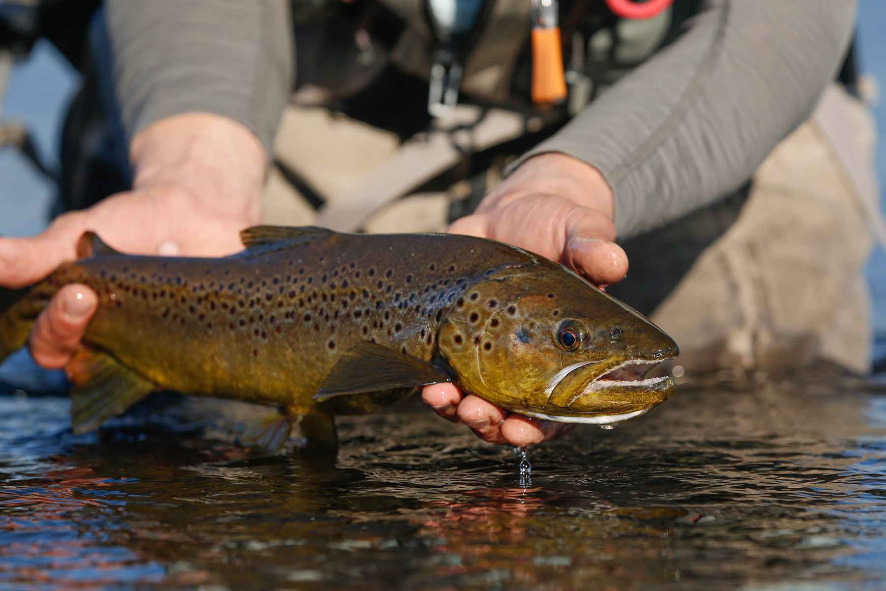 Changes I've Seen in Over 50 Years of Fly Fishing by David