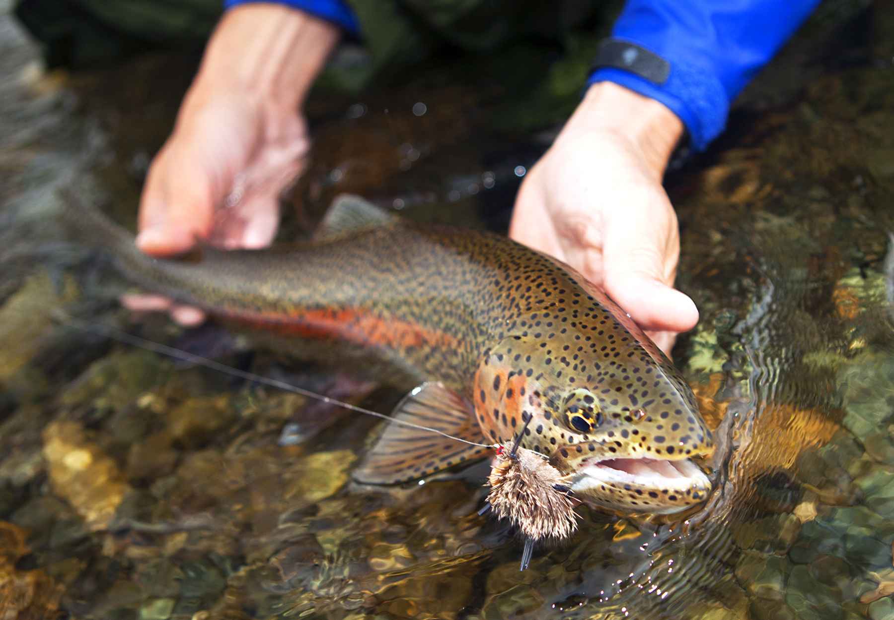 Trout Unlimited Calls Pebble Response to EPA Action Predictable