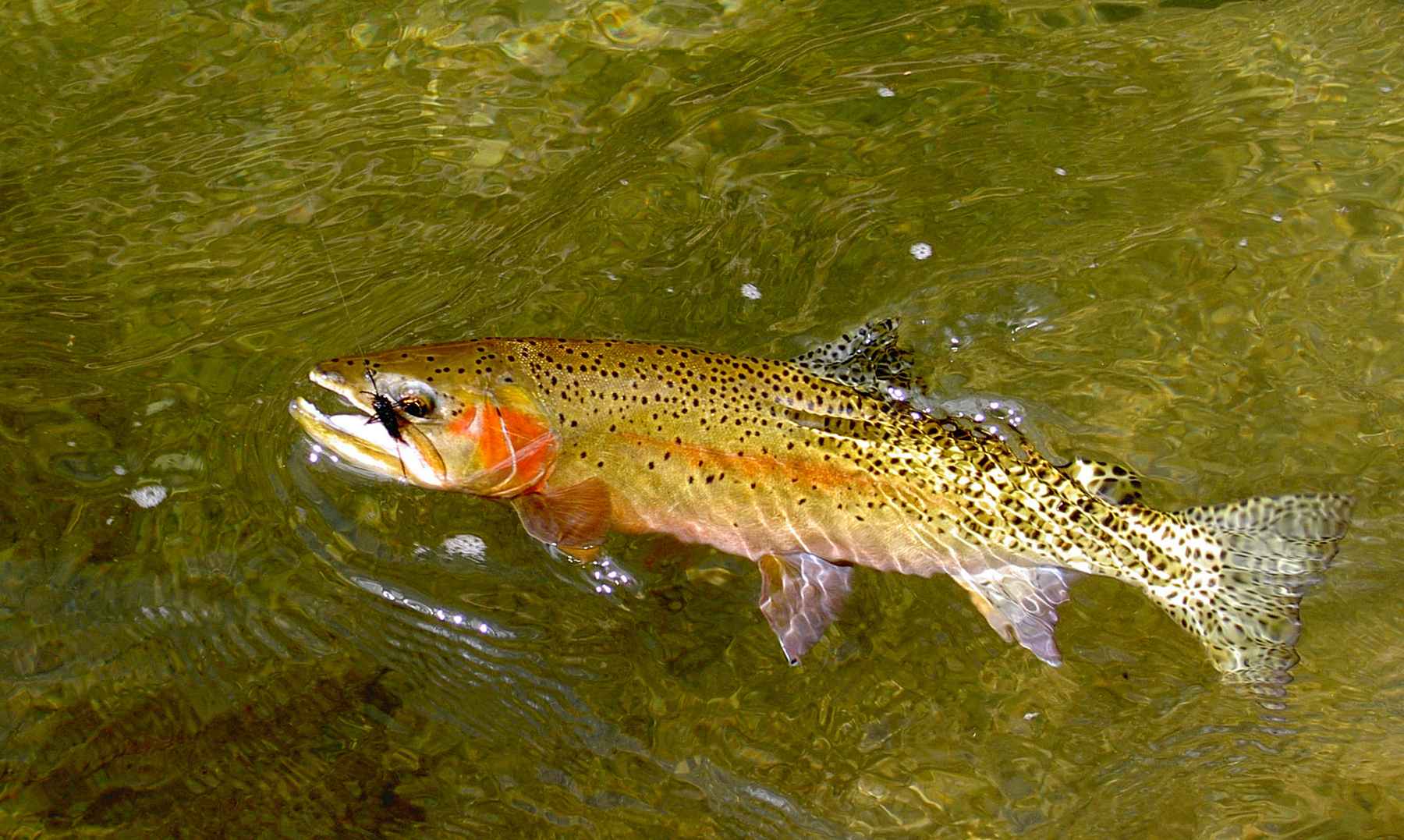 Cutthroat 101 | Hatch Magazine - Fly Fishing, etc.