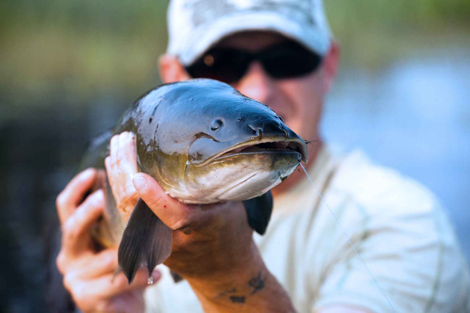 Okefenokee's mudfish  Hatch Magazine - Fly Fishing, etc.