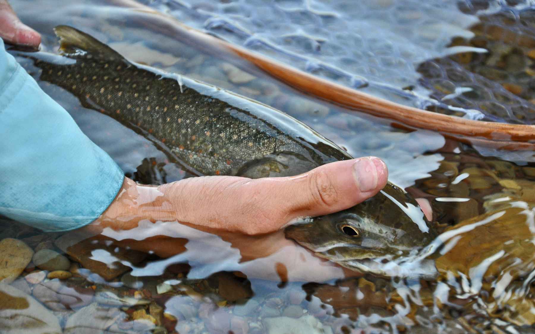 Chasing the cold  Hatch Magazine - Fly Fishing, etc.