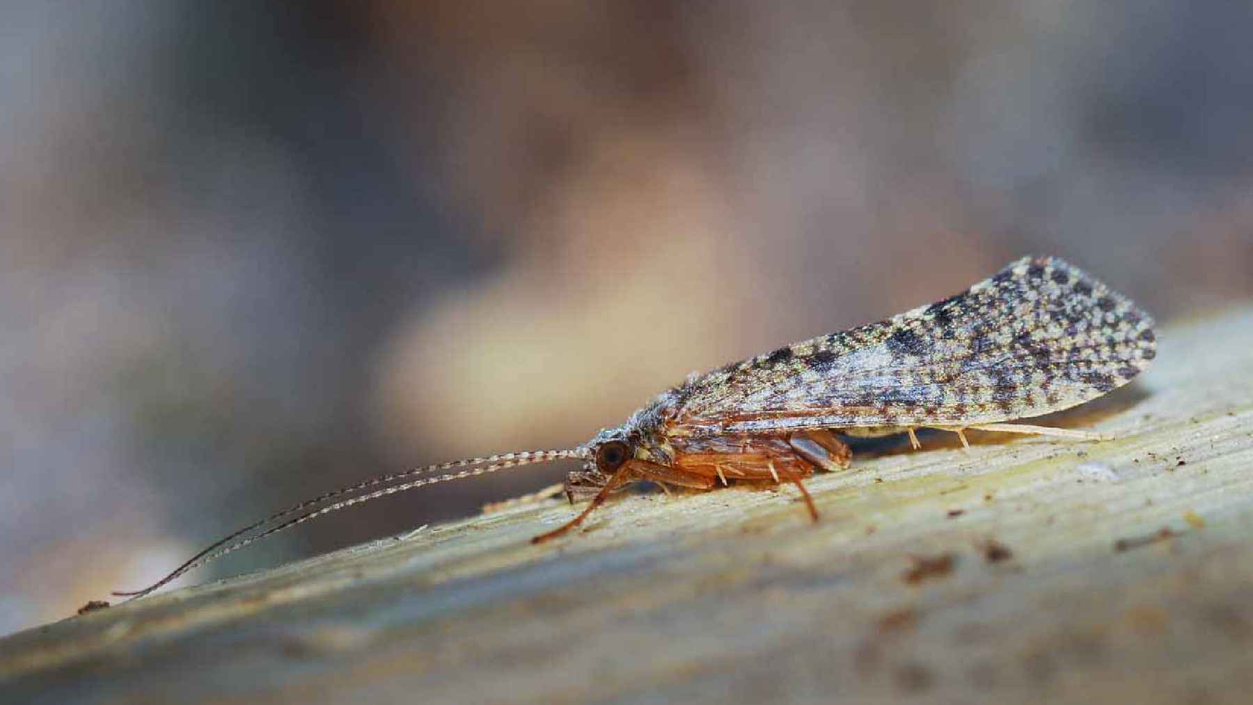 The under-appreciated caddisfly | Hatch Magazine - Fly Fishing, etc.