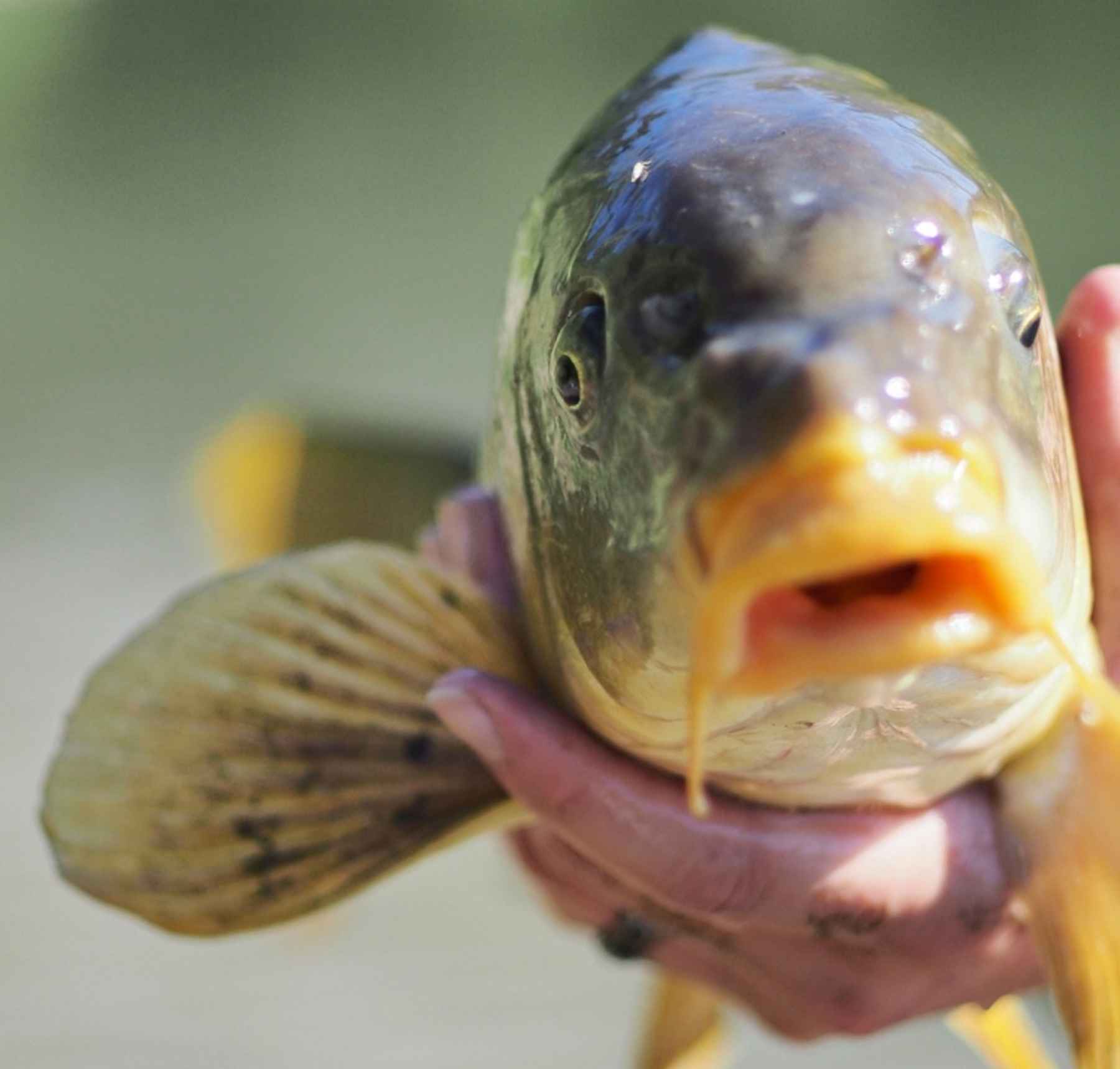 Carp fishing, What gear, bait to use in Boise ponds