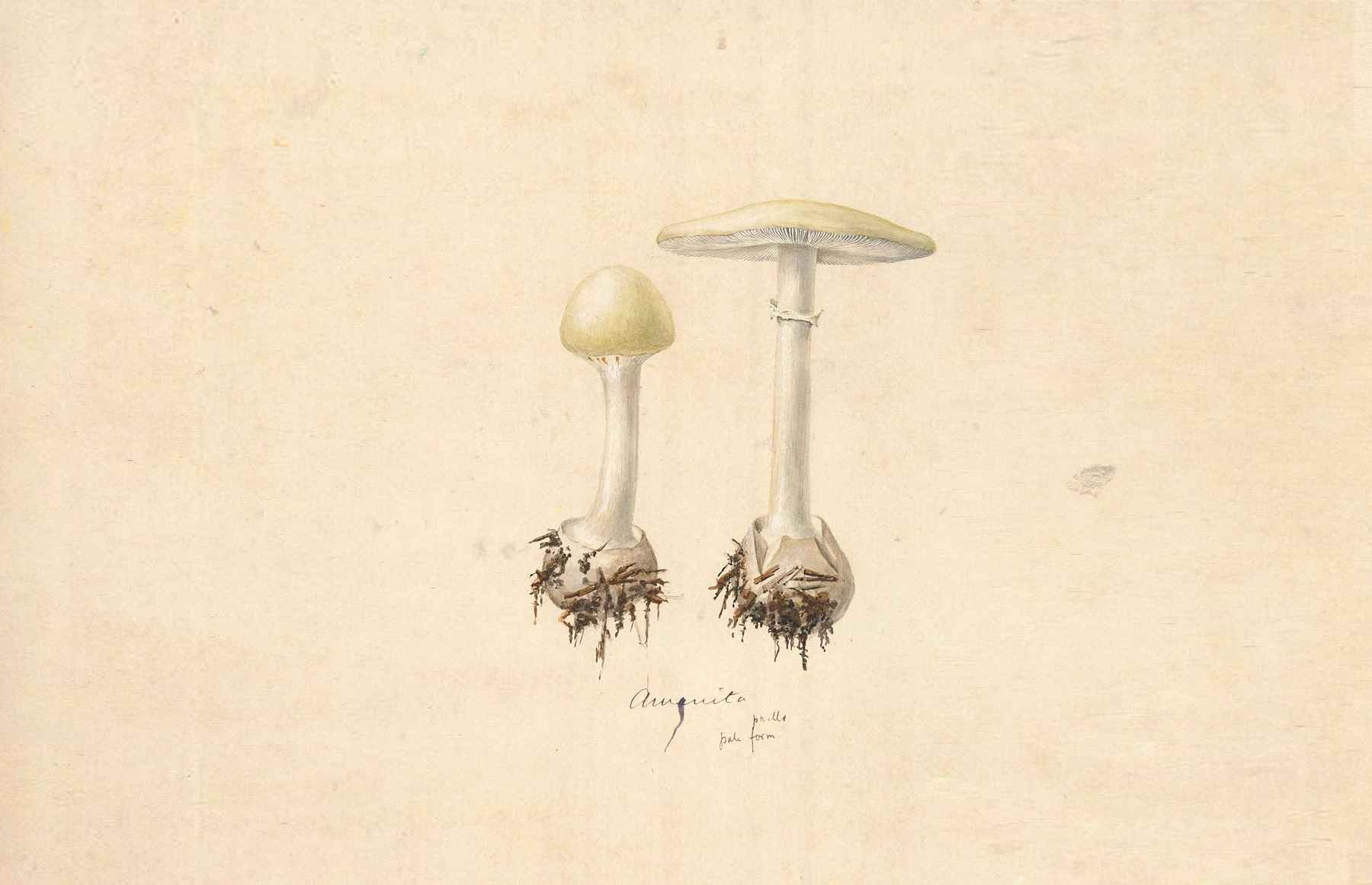 destroying angel mushroom images and clipart