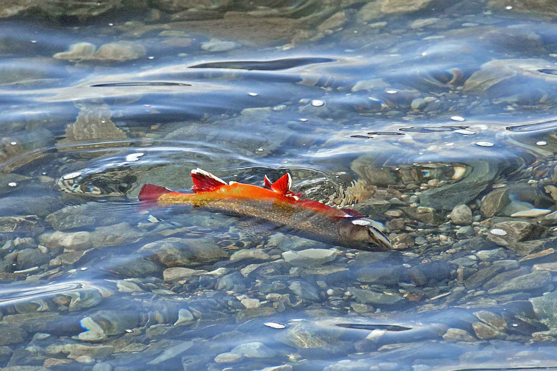 Montana enacts dramatic fishing closures due to dwindling streamflows,  excessive heat