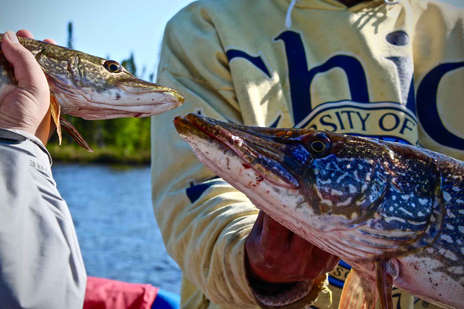 Pike tips from the Cree  Hatch Magazine - Fly Fishing, etc.