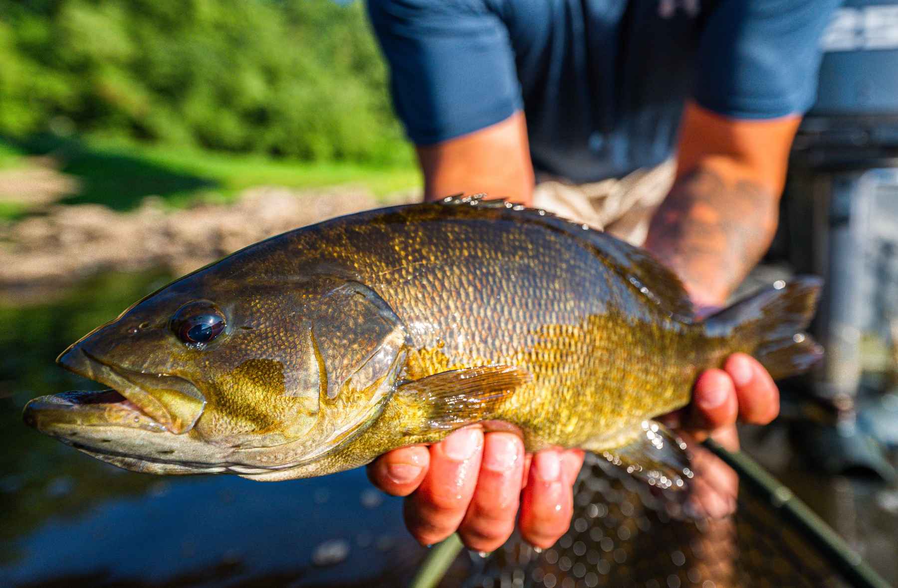 Bass Popper - Smallmouth Bass - Bass Pattern