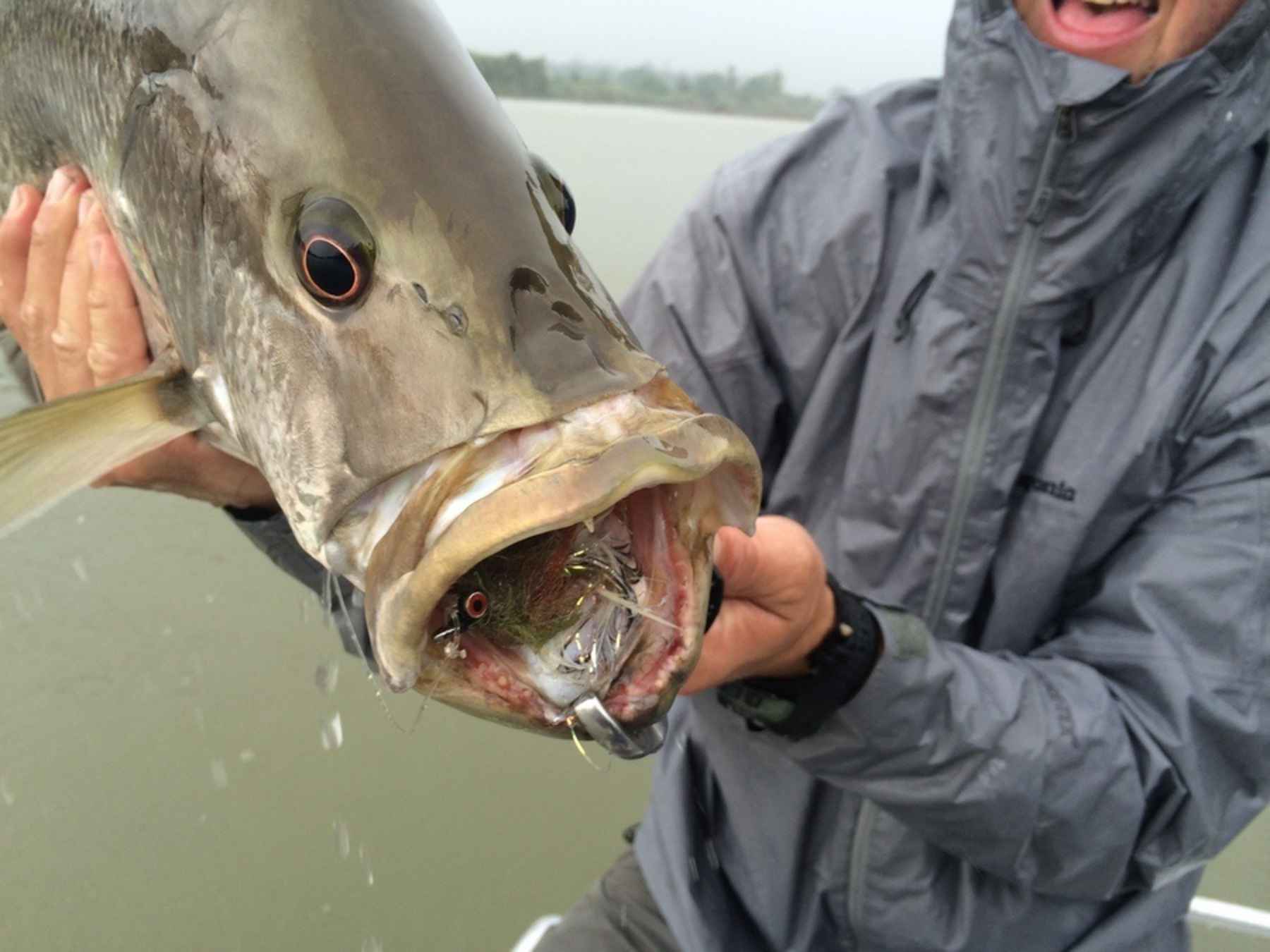 Chasing an unusual trout on the Olympic Peninsula Pyramid is on fire after a few weeks of flow fishing. The water temperatures have cooled enough to bring fish back in close to shore. There have been quite a few big fish caught in the last week.