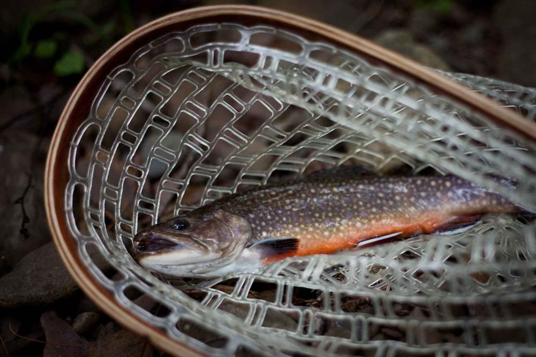 Handling and Releasing Brook Trout