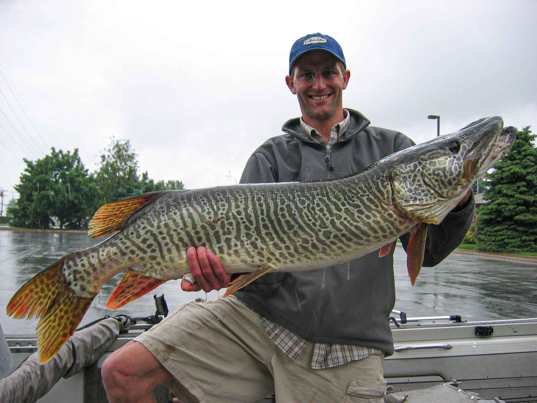 Forever Fishing Washington State: State Record Tiger Muskie, Washington  State.