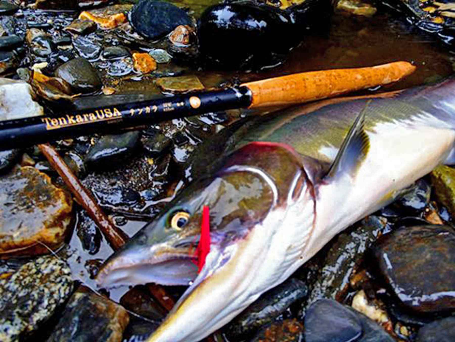 Tenkara for Salmon? Sure. Why Not?  Hatch Magazine - Fly Fishing, etc.