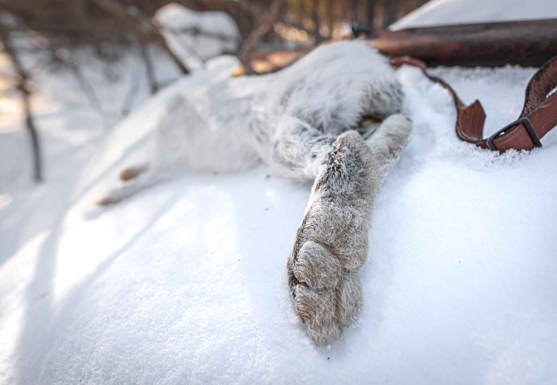 The right tool: Showshoe hare in Minnesota's Superior National Forest - Hatch Magazine