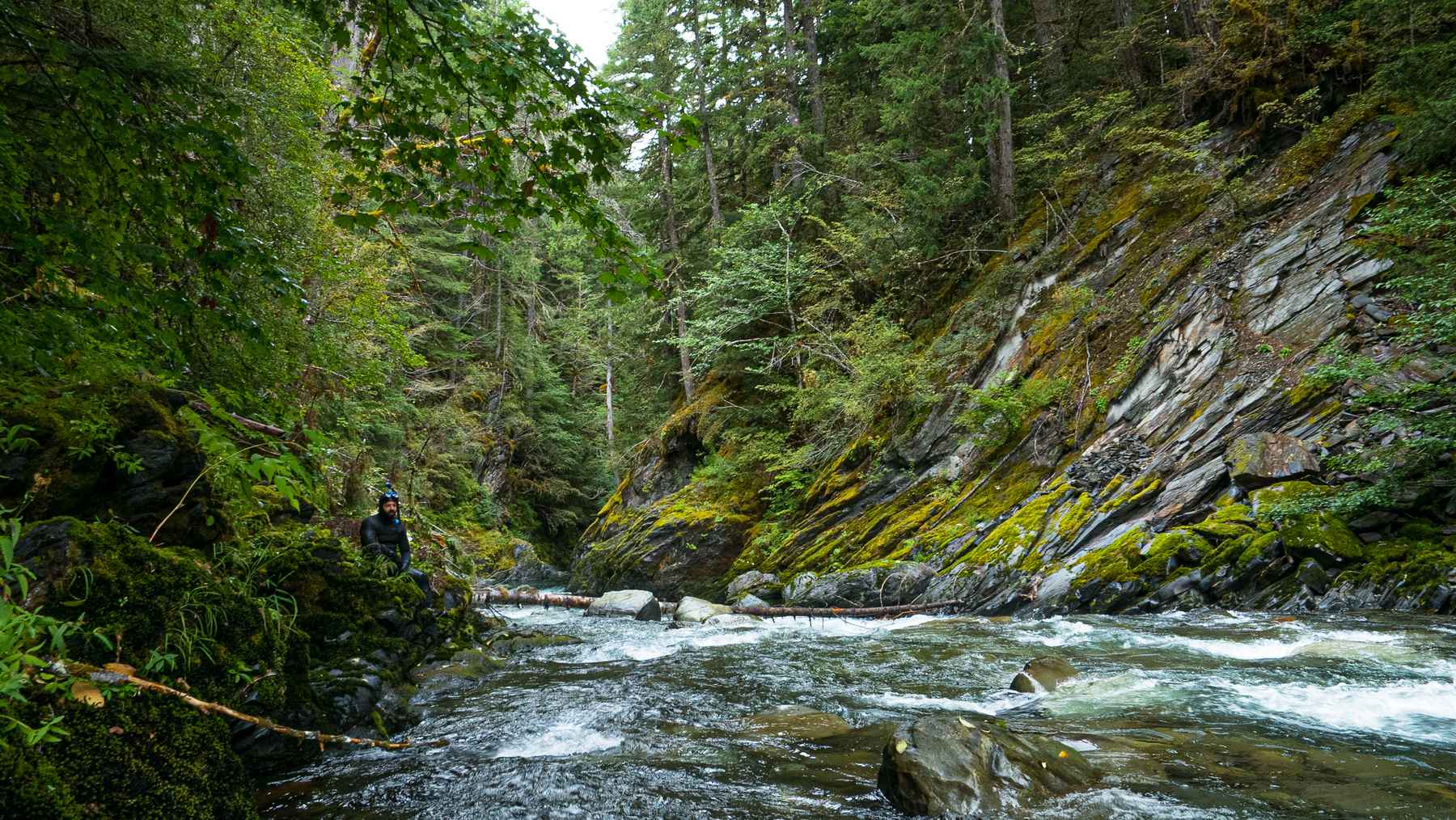 The Elwha's steelhead rise from the ashes