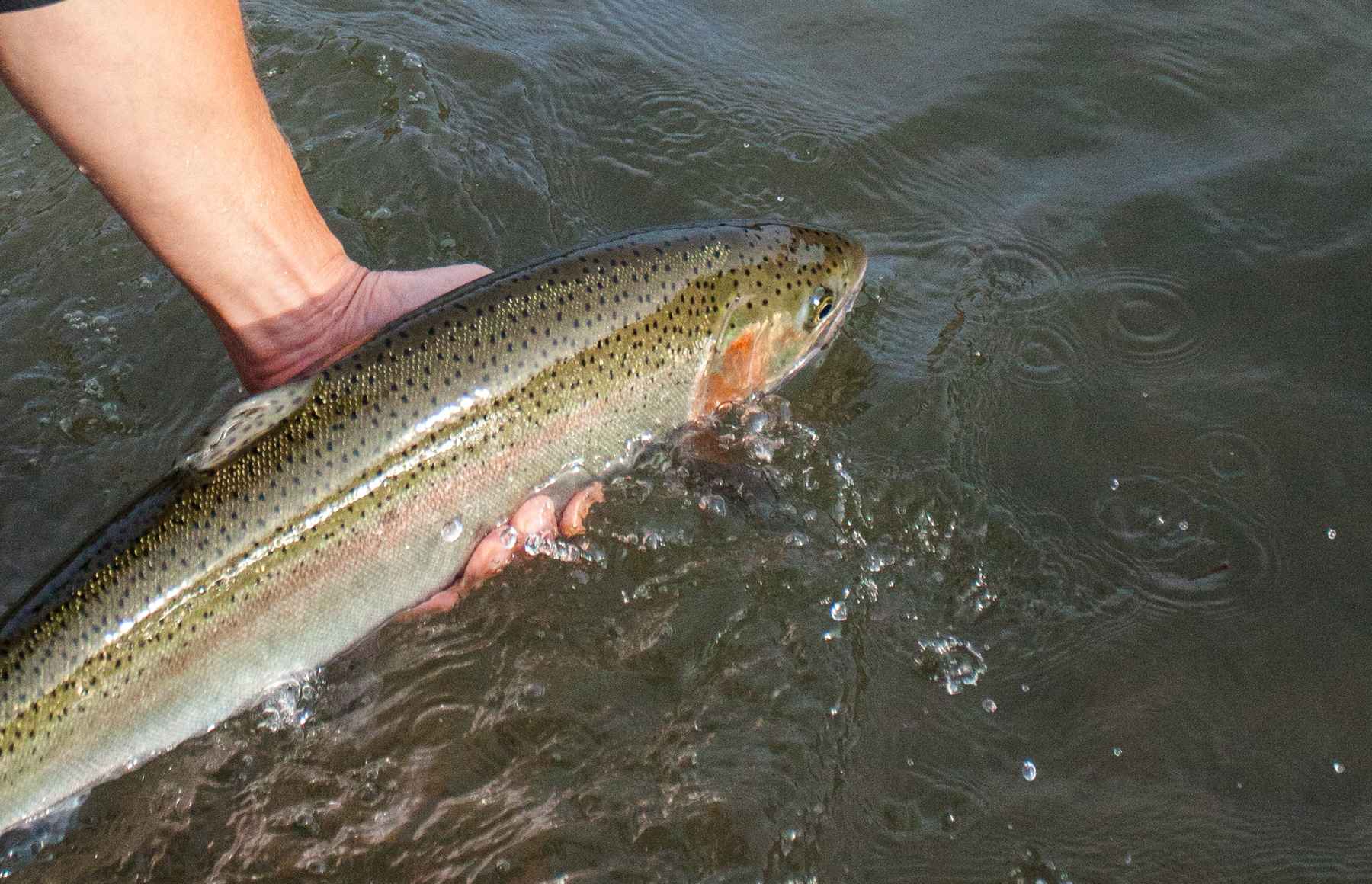 Review: YETI Roadie 24 Hard Cooler  Hatch Magazine - Fly Fishing, etc.