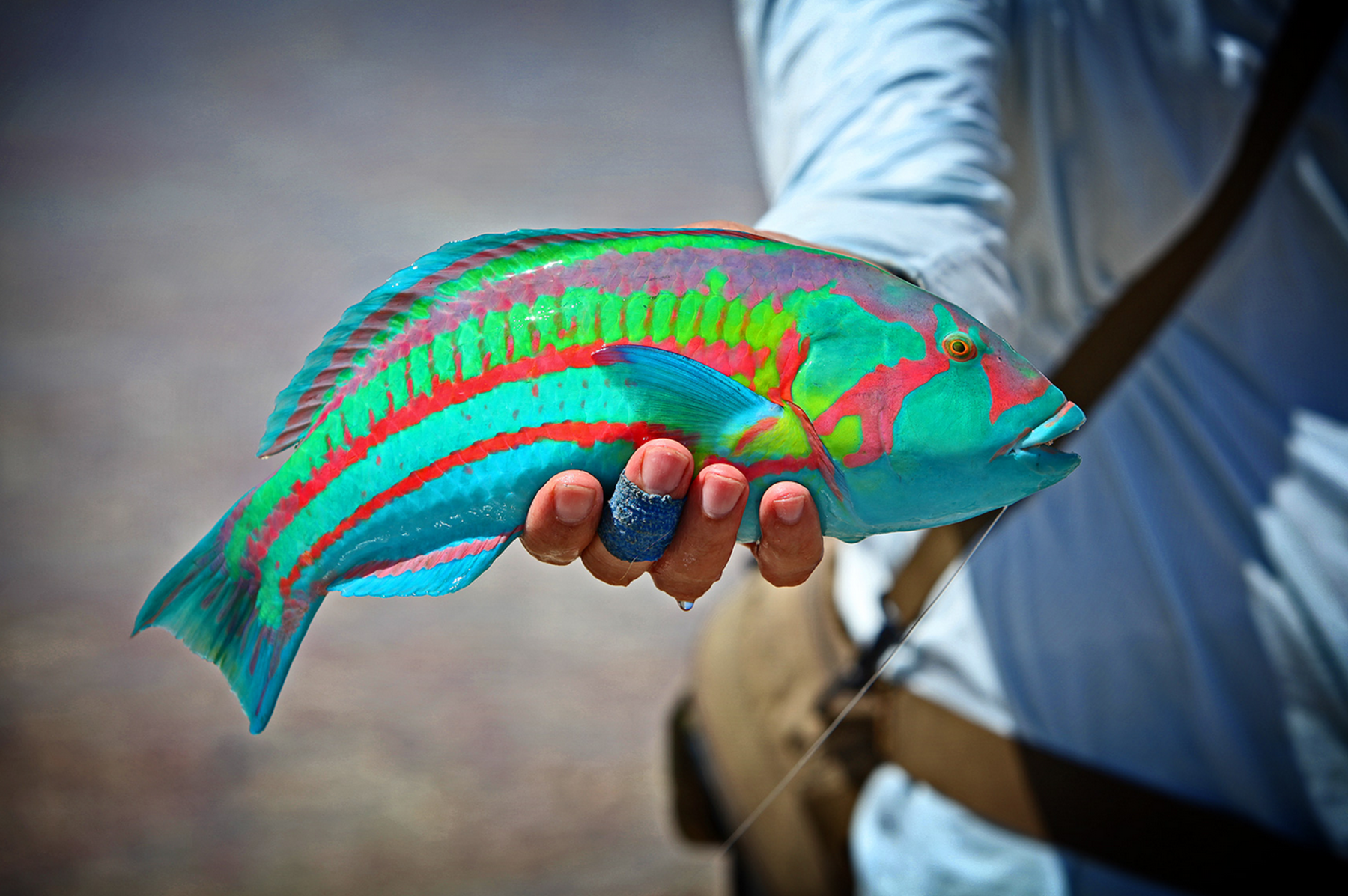 The Unbelievable Surge Wrasse  Hatch Magazine - Fly Fishing, etc.