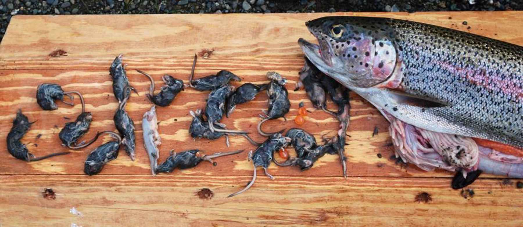 This is Why you Sling Mice for Trout