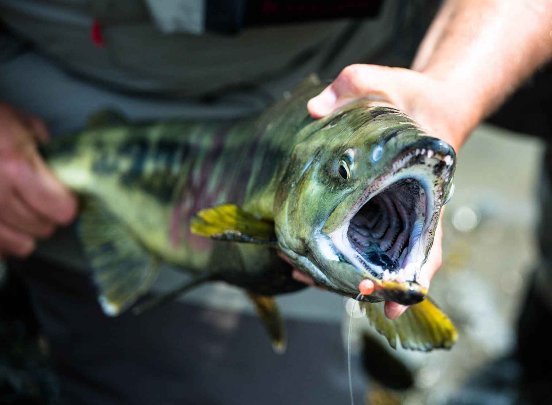 abu garcia never give up fishing pole Gen Ike Spinning Combo Experience the perfect blend plugstyle:Big Game Trolling How to choose and Size:8'6