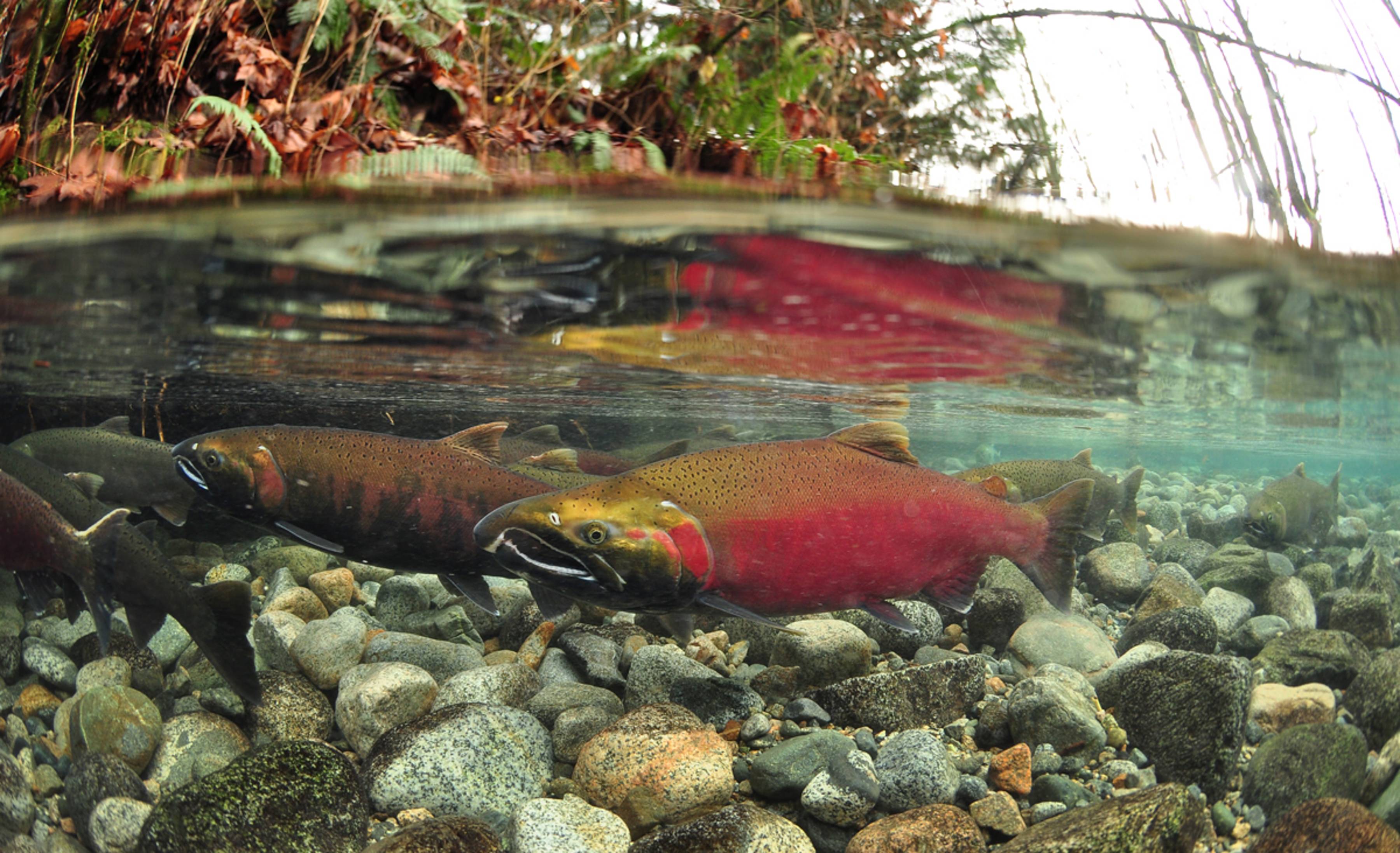 Underwater Salmon Salmon Fish Pet Fish