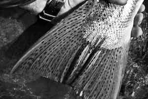 Indescribable awesomeness. The beauty of summer-run steelhead's tail is like…like…Like, words are not sufficient. BC Steelhead