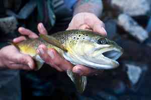 An early spring brown trout from Pennsylvania's Lehigh River. An early spring brown trout from Pennsylvania's Lehigh River.