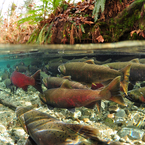 Into the Salmon World - Paul Vecsei