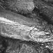 Dean River Steelhead