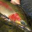 2ND PRIZE WINNER - Grande Ronde River Buck - by Gary Thompson 