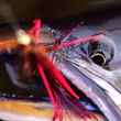 Kamchatka Fly Fishing - Dolly Varden