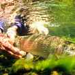 Kamchatka Fly Fishing - Rainbow Trout Underwater