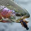 Kamchatka Fly Fishing - Rainbow Trout 2