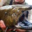 Salmon River New York Chinook