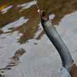 Salmon River Sea Lamprey
