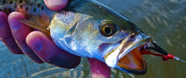 A spotted sea trout from Florida's San Carlos Bay. The bay is influenced by excess water discharges from Lake Okeechobee, which turn the water brown and add pollutants to the estuary (photo: Chris Hunt). Sea Trout