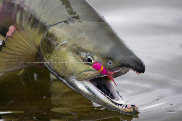 This chum aggressively chased and took a deer hair popper. Chum Salmon on Deer Hair Popper