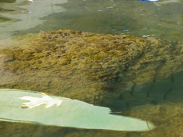 Didymo on a rock in the Upper Delaware River system. Didymo aka Rock Snot