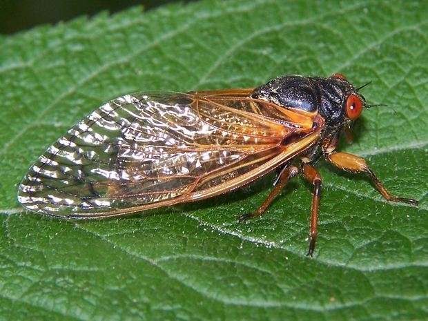 The magicicada with its characteristic bulging red eyes. The magicicada.