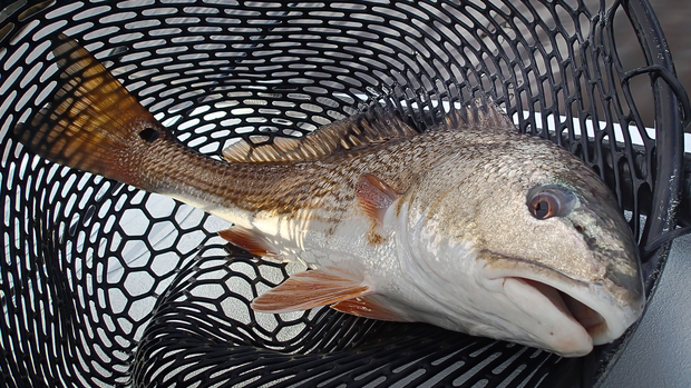 Carolina Redfish Carolina Redfish