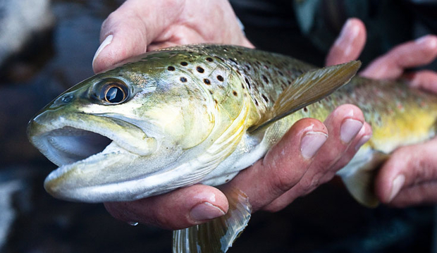 Frigid water can yield healthy, rewarding trout. Cold Water Trout