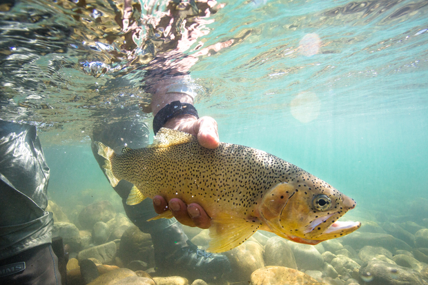 Paul Samycia releases a beautiful westslope cutthroat trout (photo: Chad Shmukler). Westslope Cutthroat Trout Underwater