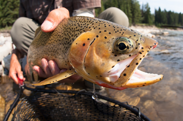 (photo: Chad Shmukler) Westslope Cutthroat Trout - Closeup
