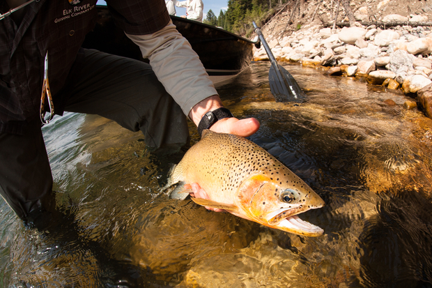 Your average Elk River cutthroat trout (photo: Chad Shmukler). Elk River Cutthroat Trout