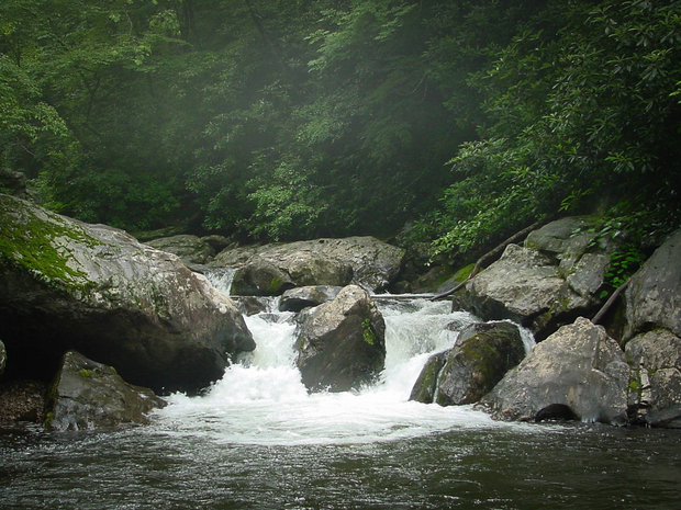 Small plunge pools can be hot spots on small mountain freestone streams as they concentrate the typically sparse food supply. Plunge Pool