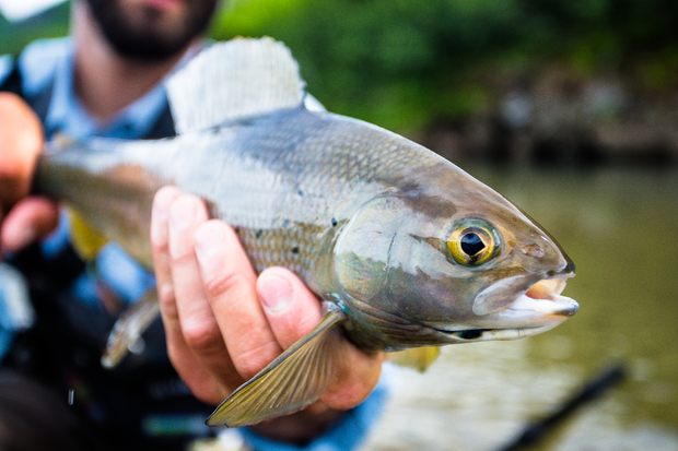 The stream these grayling thrive in is devoid of trout. Alaskan Arctic Grayling