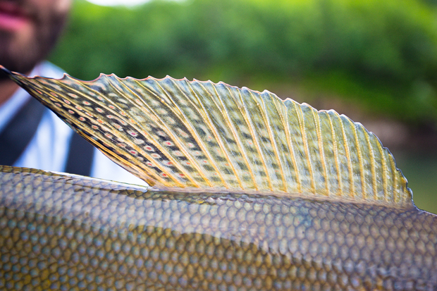 The amazing dorsal fin of the grayling. Grayling Dorsal Fin
