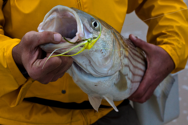 Striped bass like this one need laws that make good sense, not good politics, in place (photo: Chad Shmukler). Atlantic Striped Bass on the Fly