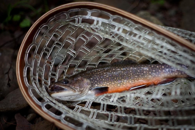 Brook Trout experience stress at lower temperatures than other species. Brook Trout