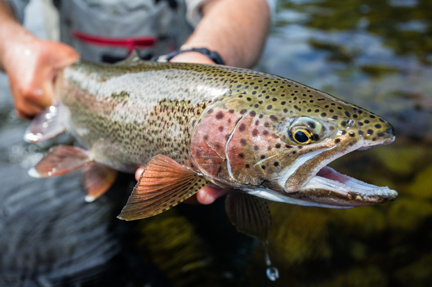 Breathing a bit of life into a tiny dark-winged caddis imitation brought this unexpected Alaskan rainbow to the surface in a hurry. Agulapak Rainbow Trout