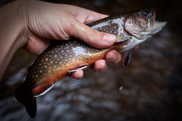 The wild brook trout that sometimes graces the Hatch Magazine header is from one of Pennslyvania's wild mountain streams. Wild Brook Trout Pennsylvania Backcountry Fishing
